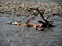Bull Elk Carcass