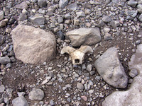 Bighorn Sheep Ram Skull