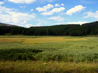 Wild Mountain Meadows