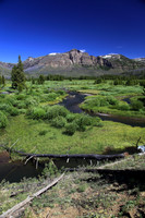 Wild Mountain Meadows