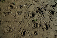 Wolf and Grizzly Tracks