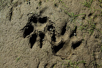 Wolf Tracks